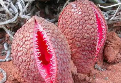 这些恶臭都是这种生物发出来的,它的目的是吸引食腐食的虫类,用这种