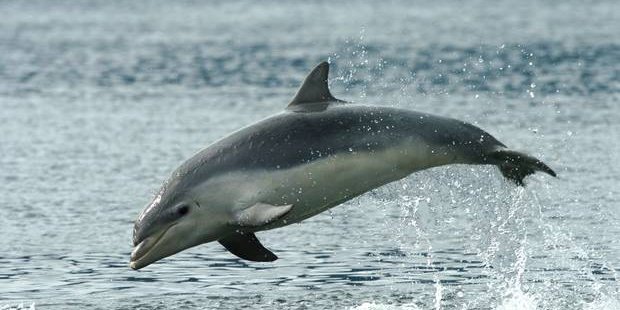 数只濒危海豚被捕获死亡,有组织呼吁赶紧出台保护措施