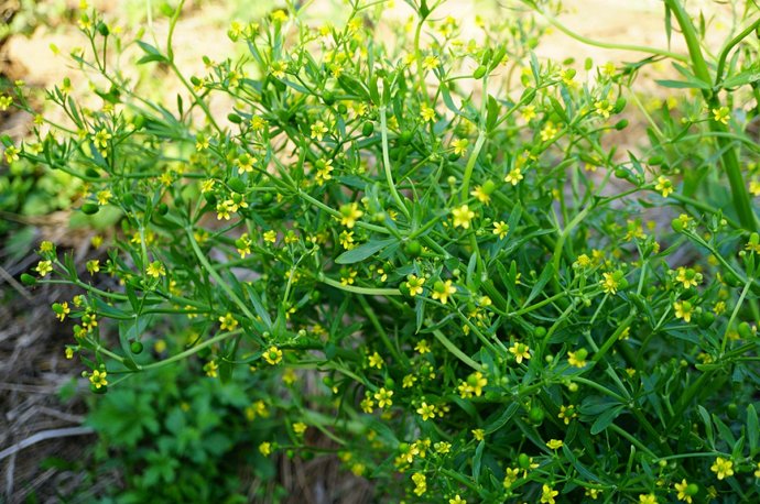 是芄兰而不是别的 被我固执地认为,它的 温良恭俭让,是最娇苗的东西