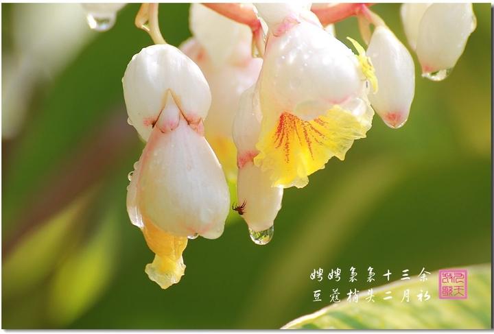 无心剑英译杜牧诗11首:豆蔻梢头二月初