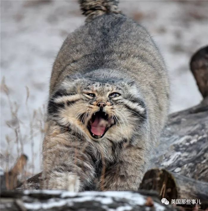 夏天苗条冬天就变成大毛球圆滚滚的兔狲就像年后吃胖的我