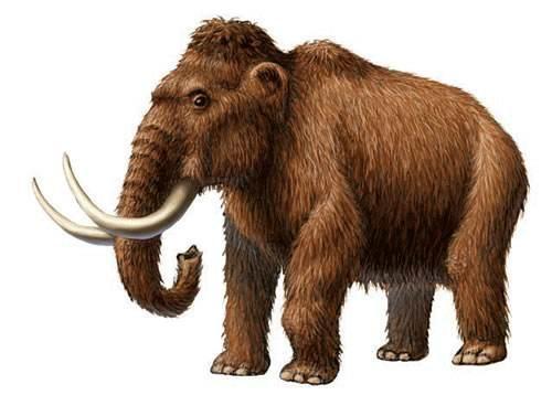 它们分别是草原猛犸象,剑齿象,菱齿象