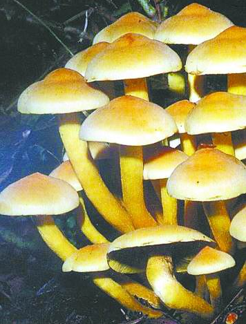 大名鼎鼎的"笑菌" 桔黄裸伞可致人狂笑不止